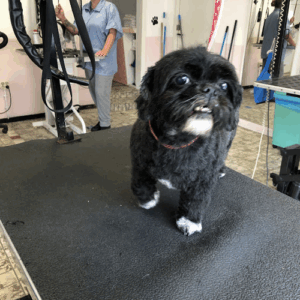De bedrijfsnaam is dog's choice