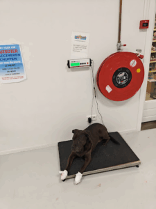 De bedrijfsnaam is dr woof