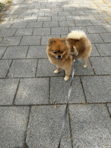 De bedrijfsnaam is hondentrimsalon & hondenschool superdogs rotterdam