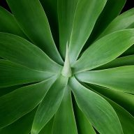 De bedrijfsnaam is hoveniersbedrijf de agave