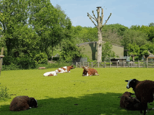 De kooi